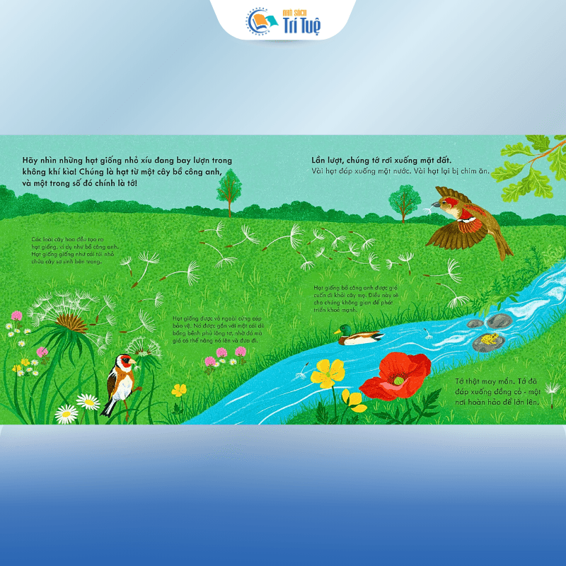 Hạt Giống Bay Bồng Bềnh - Khởi Đầu Nhỏ - Hành Trình Lớn
